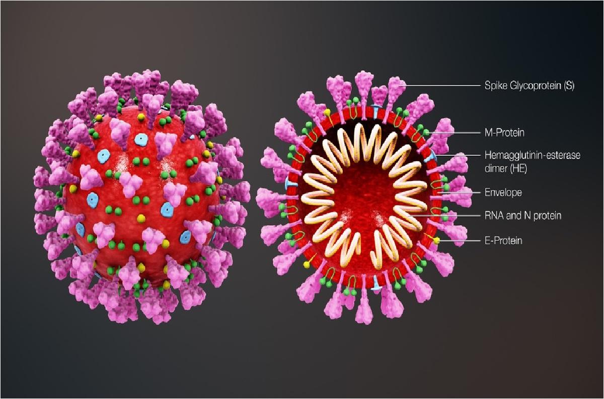 DỊCH COVID-19: LẦN ĐẦU TIÊN PHÁT HIỆN VIRUS SARS-CoV-2 CÓ THỂ TẤN CÔNG HỆ THẦN KINH TRUNG ƯƠNG